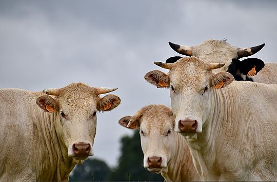 cattle-01730909842.jpg